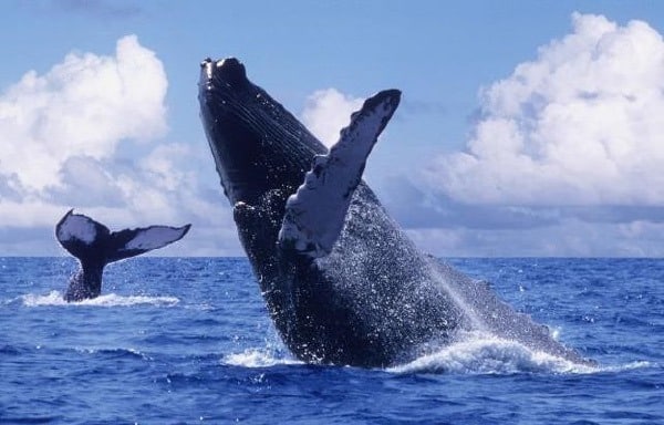 Whale Watching Tour - Omega Tours Todos Santos