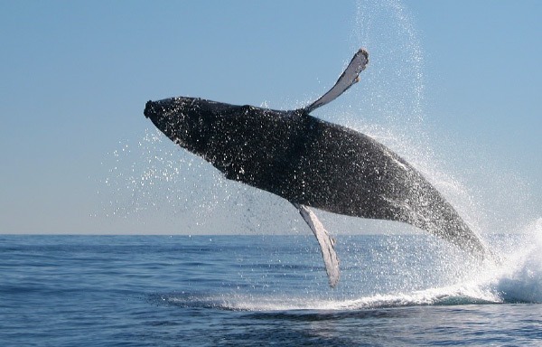 Whale Watching Tour - Omega Tours Todos Santos