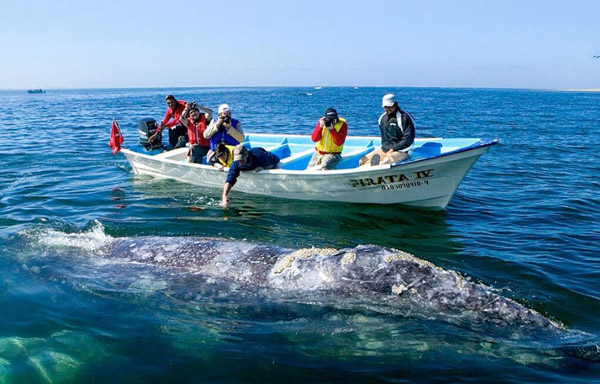 Whale Watching Tour - Omega Tours Todos Santos