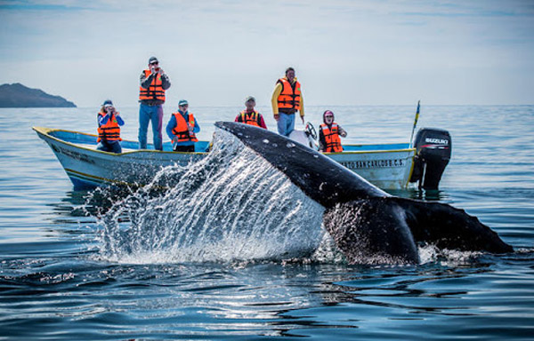 Whale Watching Tour - Omega Tours Todos Santos