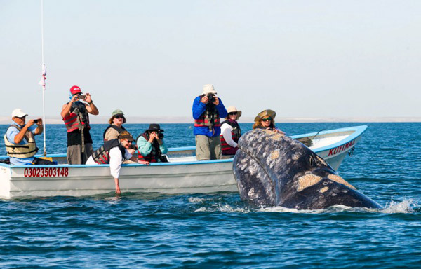 Whale Watching Tour - Omega Tours Todos Santos