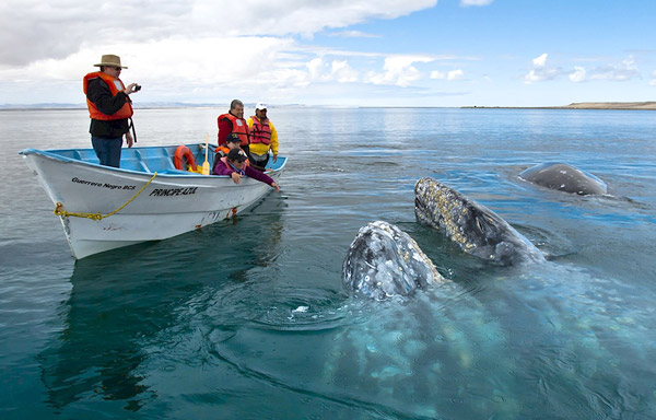 Whale Watching Tour - Omega Tours Todos Santos