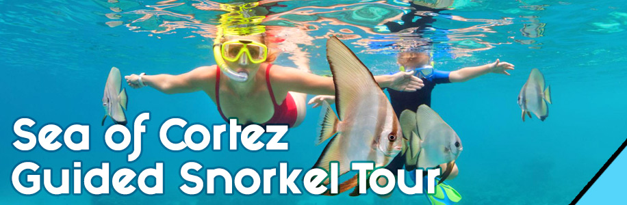Sea of Cortez Guided Snorkel Tour - Omega Tours Todos Santos
