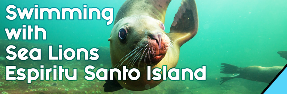 Swimming with Sea Lions Espiritu Santo Island - Omega Tours Todos Santos