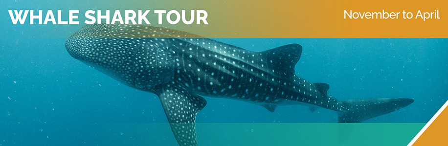 Swimming with Whale Shark - Omega Tours Todos Santos
