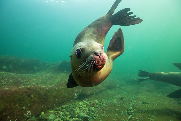 Espiritu Santo Island and Sea Lions with Omega Tours