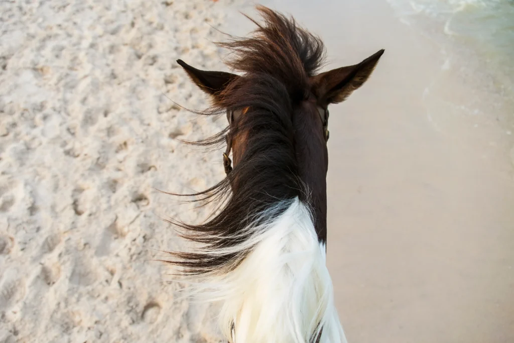Horseback Riding in Todos Santos 8