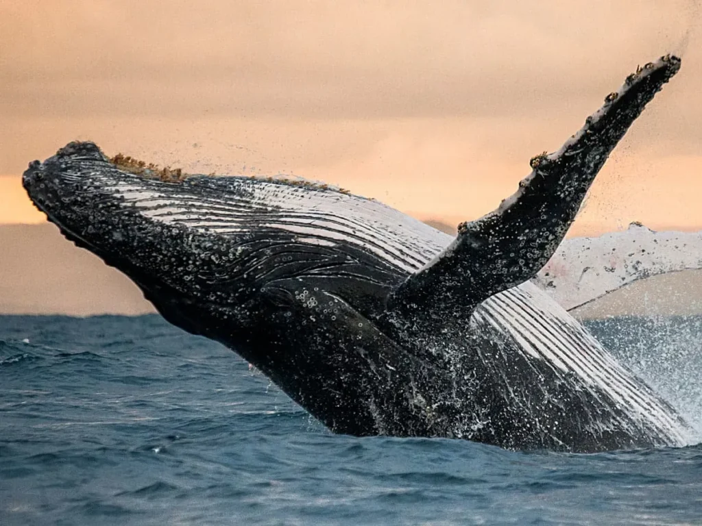 Whale Watching in Todos Santos 1 2