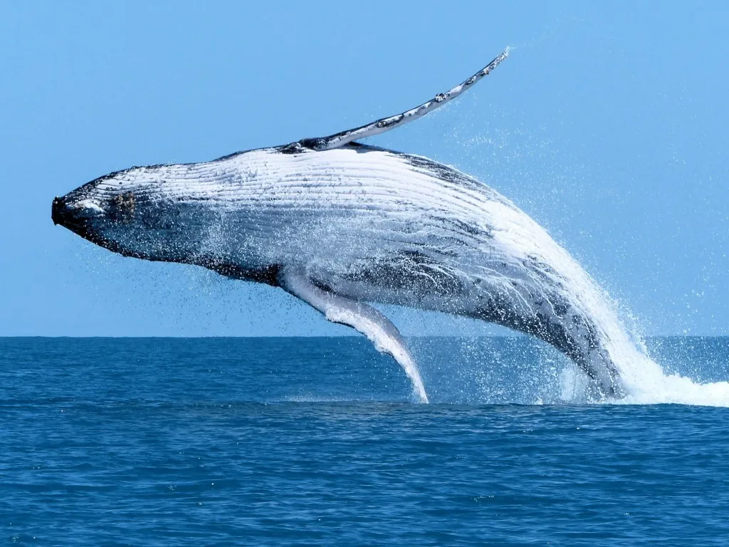 Whale watching in Todos Santos with Omega Tours