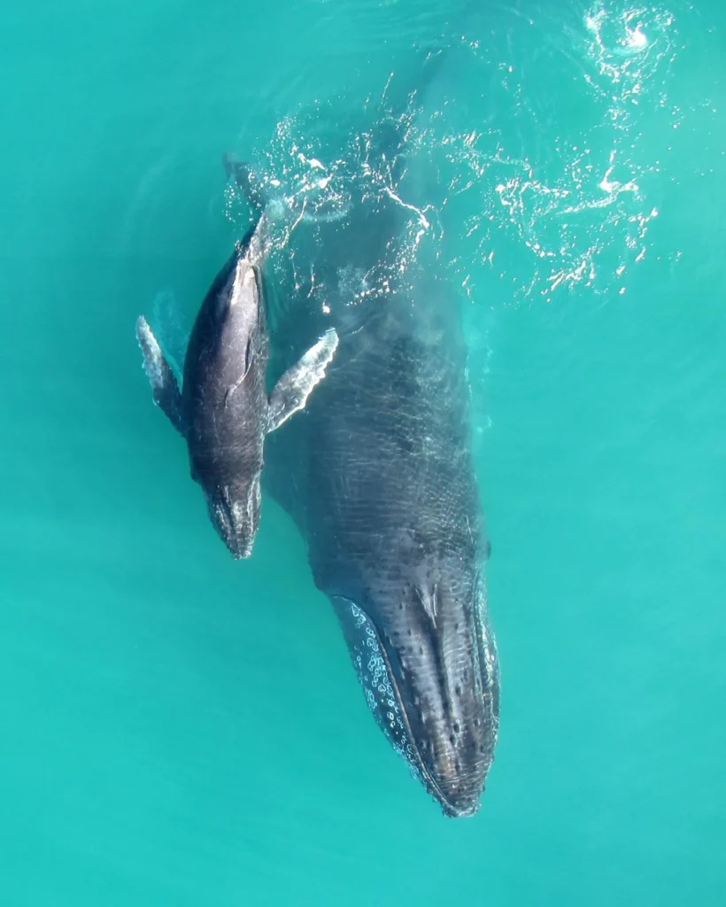 Whale Watching in Todos Santos 2
