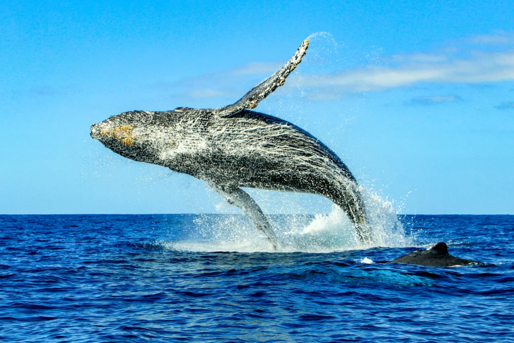 Whale watching in Todos Santos with Omega Tours