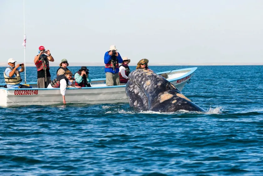 Whale Watching in Todos Santos 4