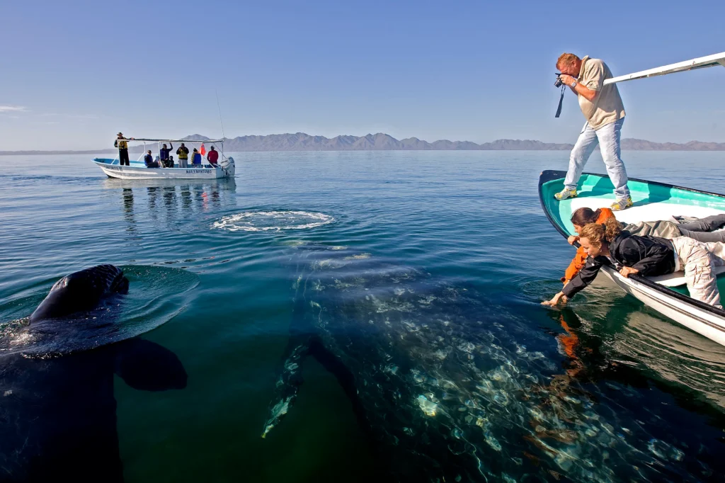 Whale Watching in Todos Santos 5