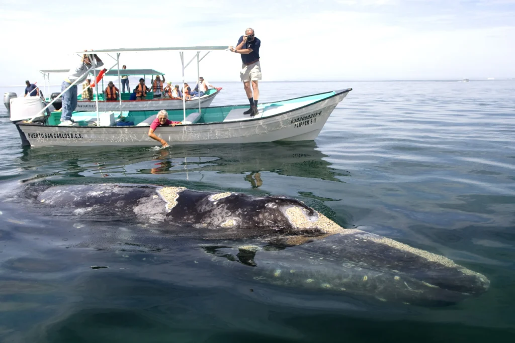 Whale Watching in Todos Santos 6
