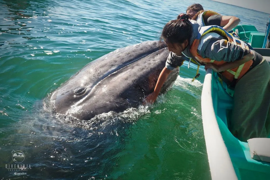 Whale Watching in Todos Santos 7