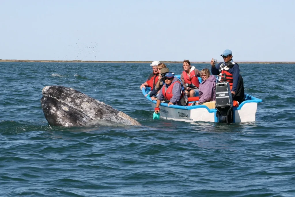 Whale Watching in Todos Santos 9