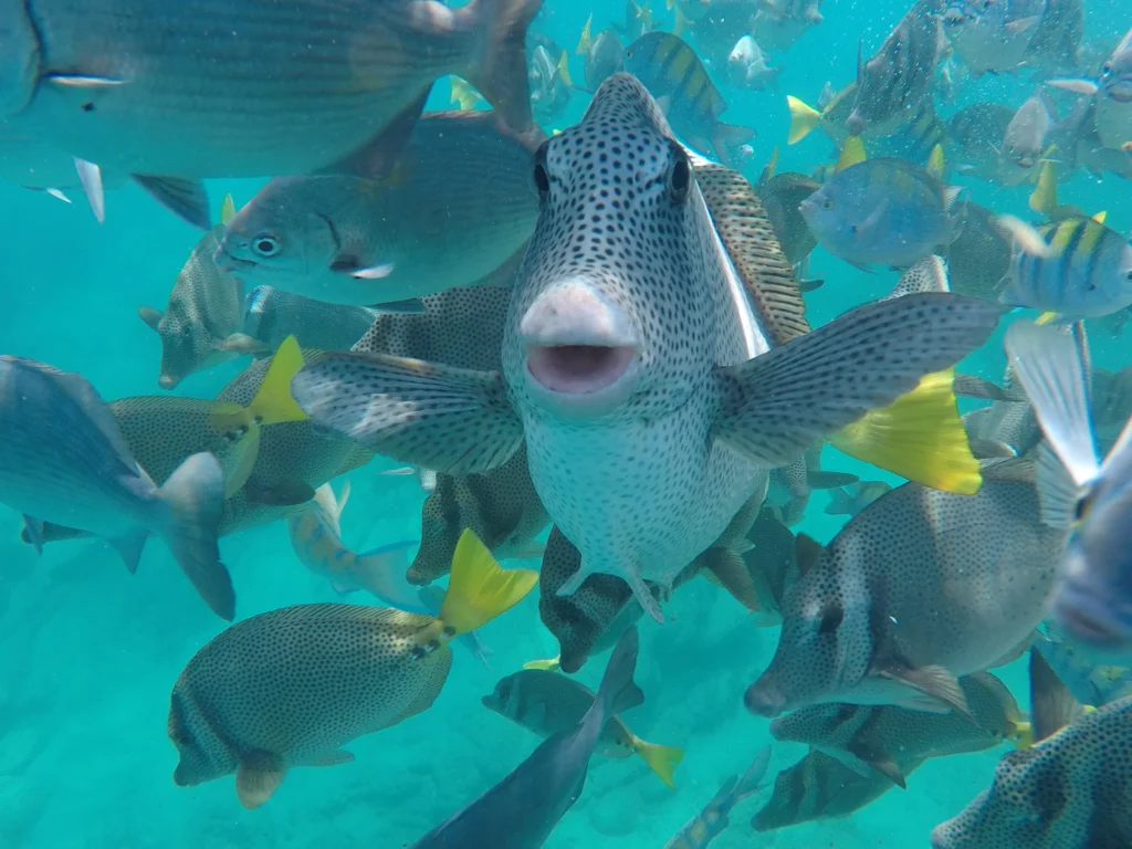 2BAYSNORKEL12
