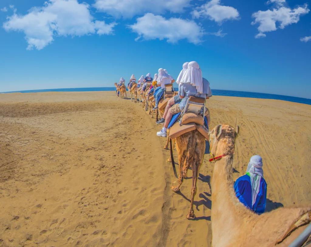 CAMEL RIDE8