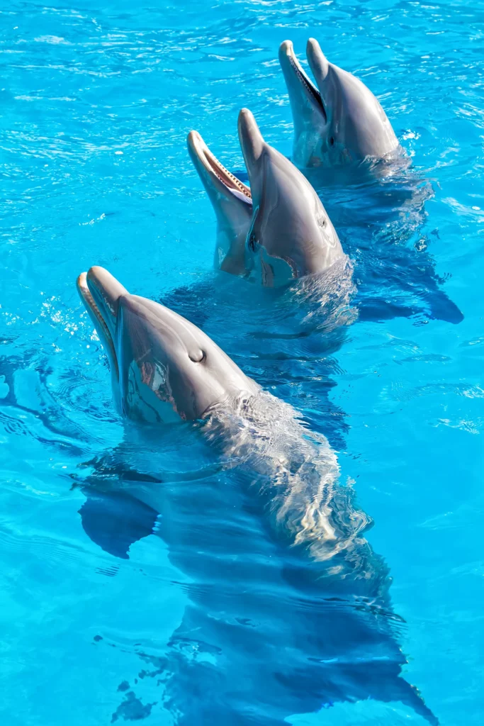 DOLPHIN EXPERIENCE 14