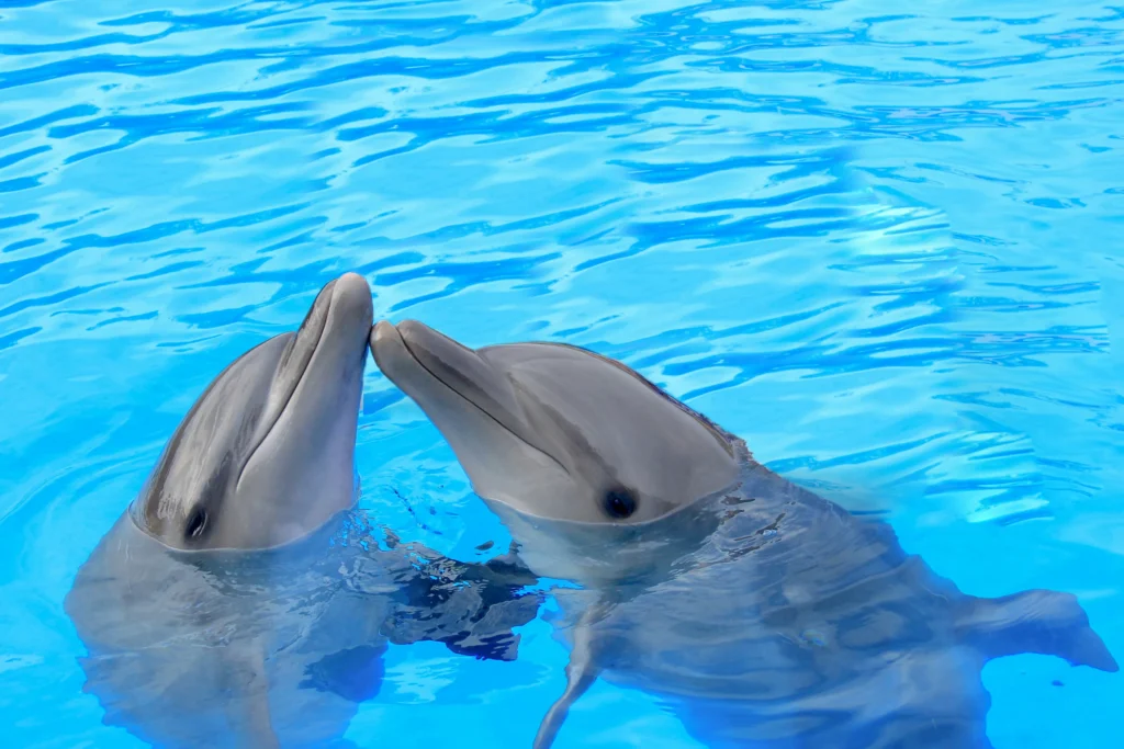 DOLPHIN EXPERIENCE 5