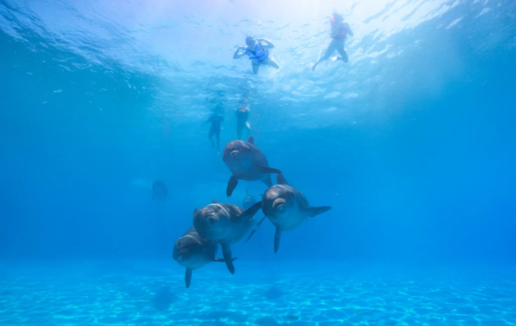 DOLPHIN SIGNATURE SWIM13