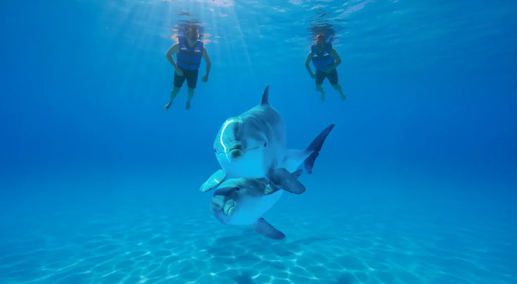 DOLPHIN SIGNATURE SWIM14