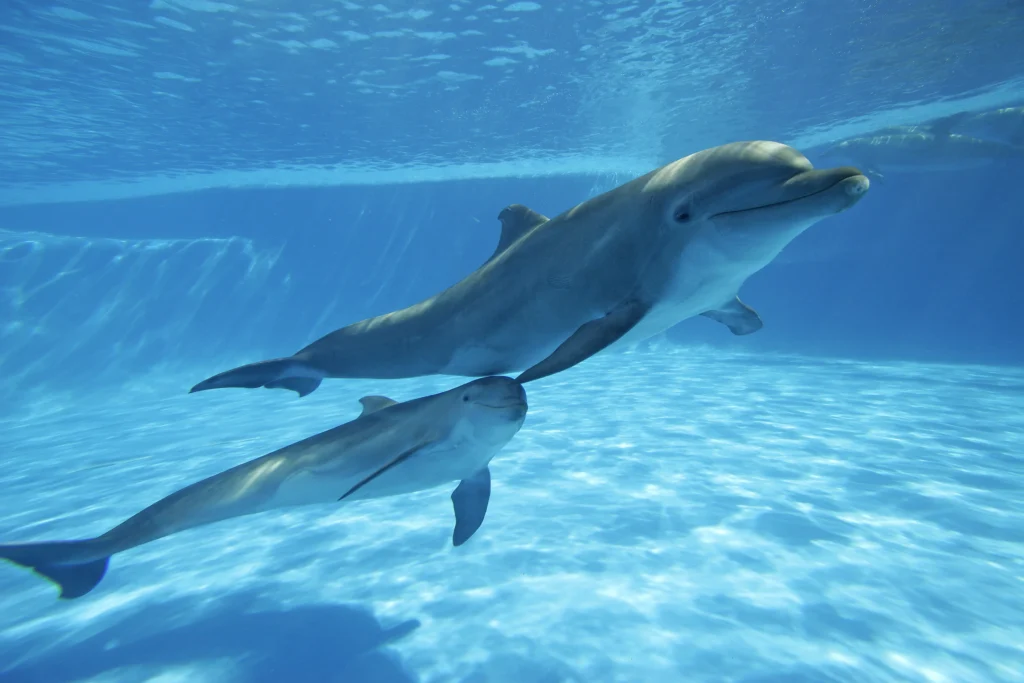 DOLPHIN SIGNATURE SWIM17