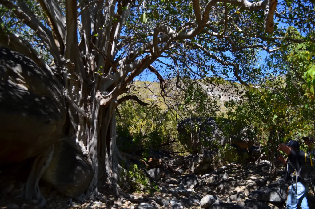 SIERRA DE LA LAGUNA 11
