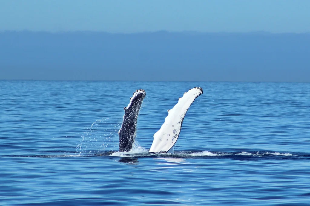 WhaleWatching 1