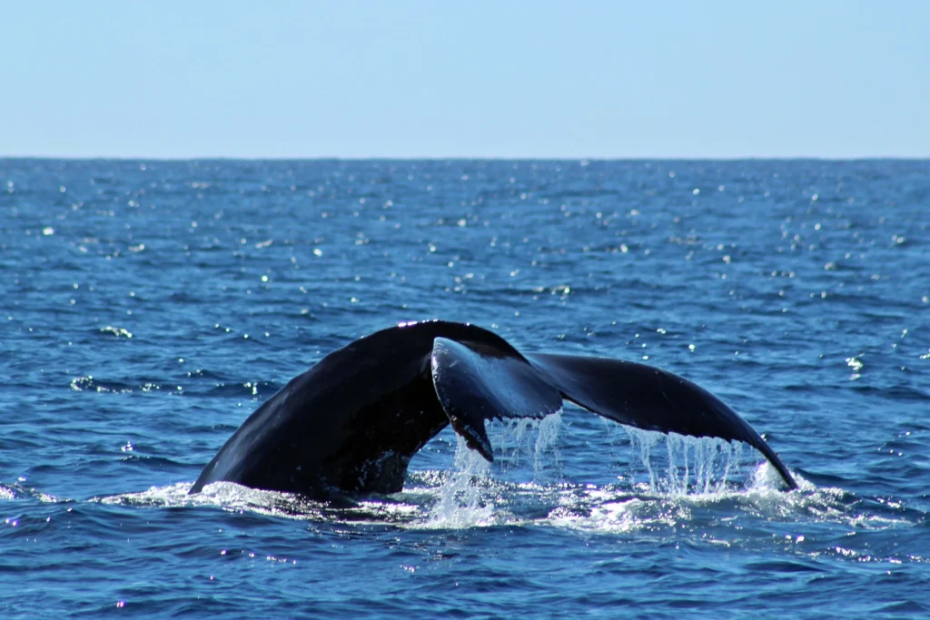 WhaleWatching 10