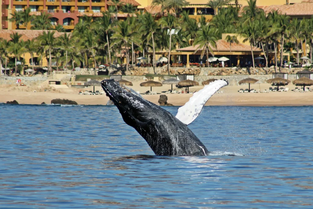 WhaleWatching 11