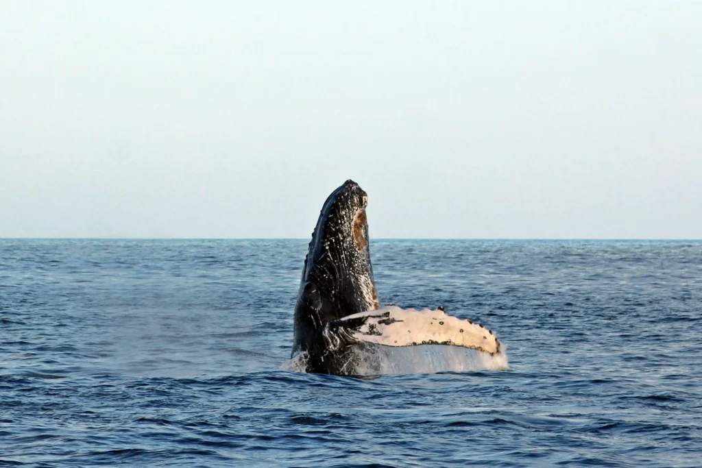 WhaleWatching 9